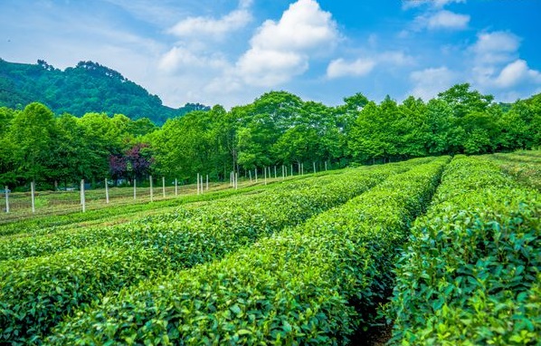 土壤養(yǎng)分測試儀